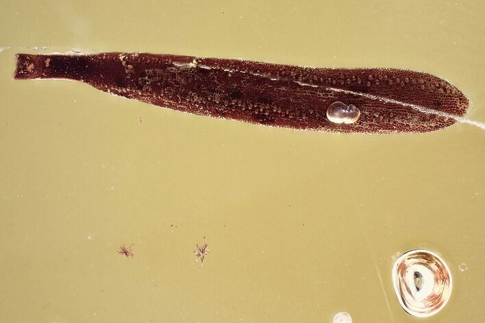 Detailed Fossil Leaf in Baltic Amber #372587